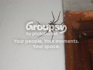 Spiders002.jpg