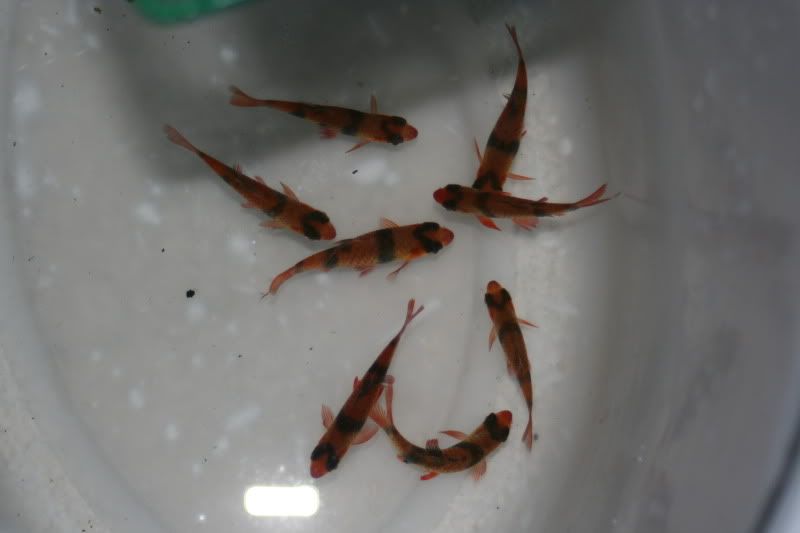 20GallonPlanted29.jpg