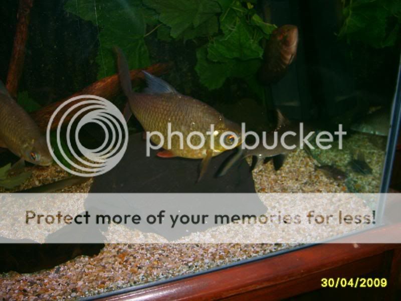 newoakwoodtanklook022.jpg