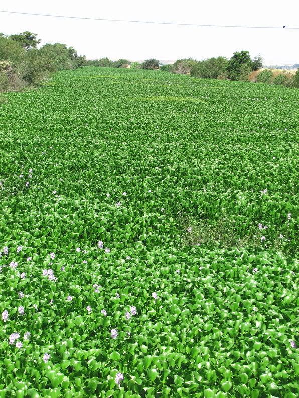 hyacinthowlhabor.jpg