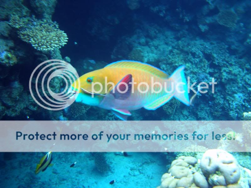 underwater115.jpg