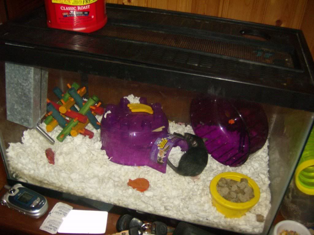 Rats002.jpg