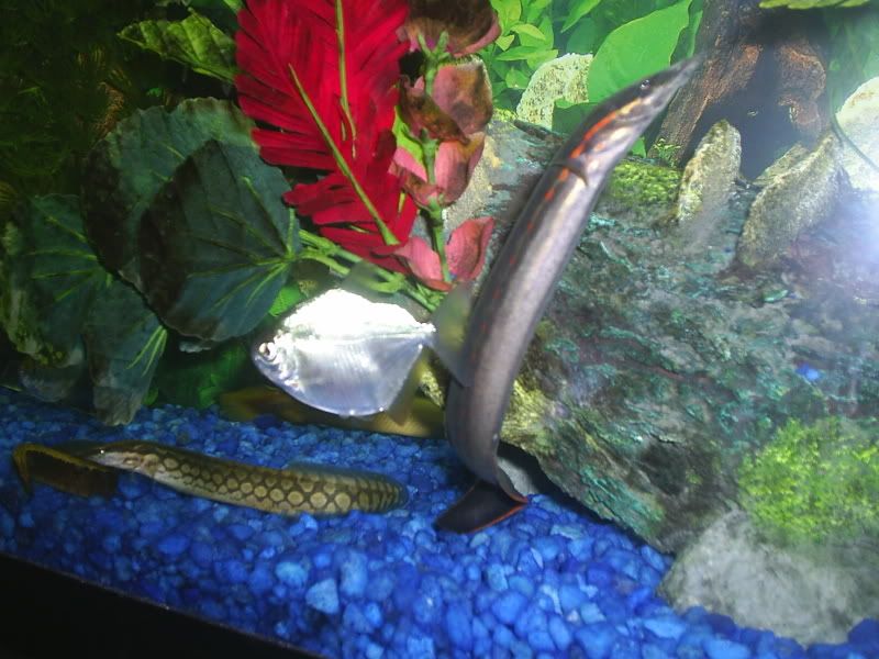 aquariumpics036.jpg