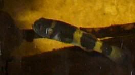 goby1.jpg