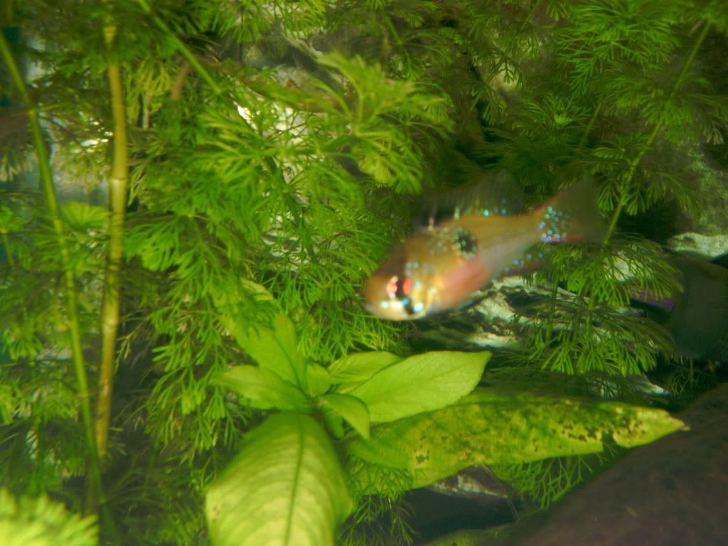 BLUERAMMALEORFEMALE333333003.jpg