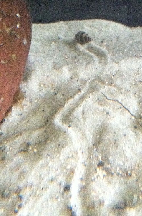snailtrail_zps4d6bb781.jpg