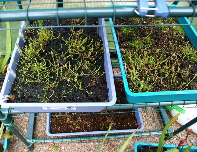 SarraSeedlings.jpg