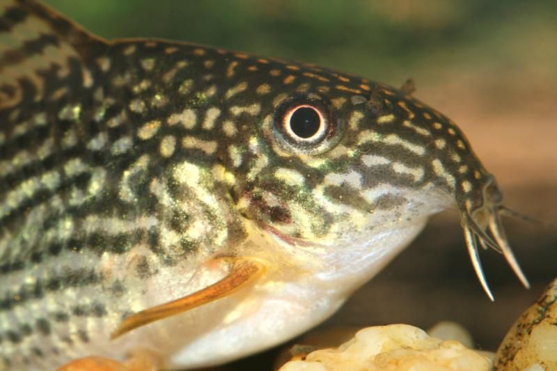 fishthings053.jpg