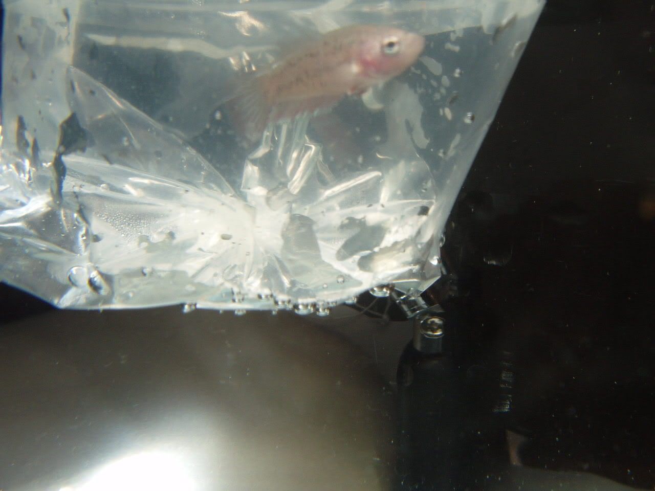 Synirrbabies013.jpg