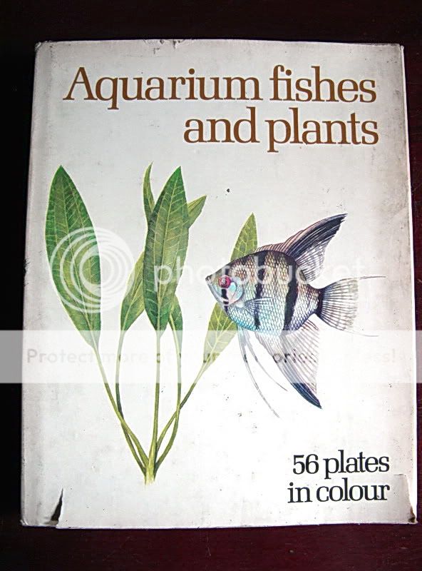 Tropical_Fish_32.jpg