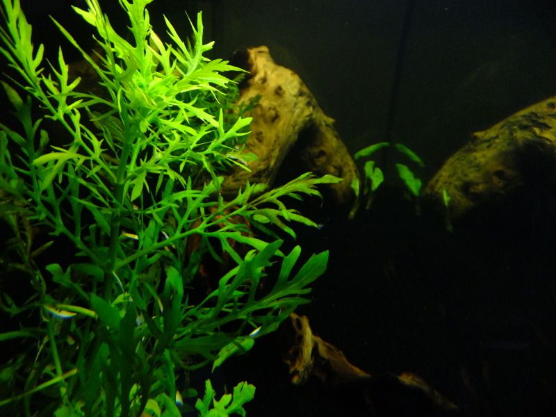 DSCF2951.jpg