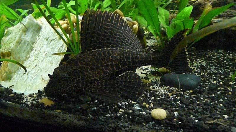 fish510108.jpg
