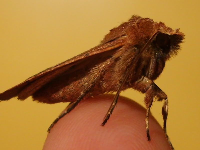 S5004350.jpg