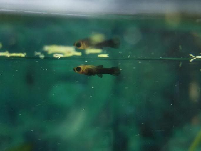 babyfish1.jpg
