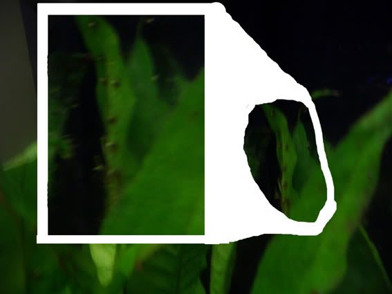 MutantPlantBlowup.jpg