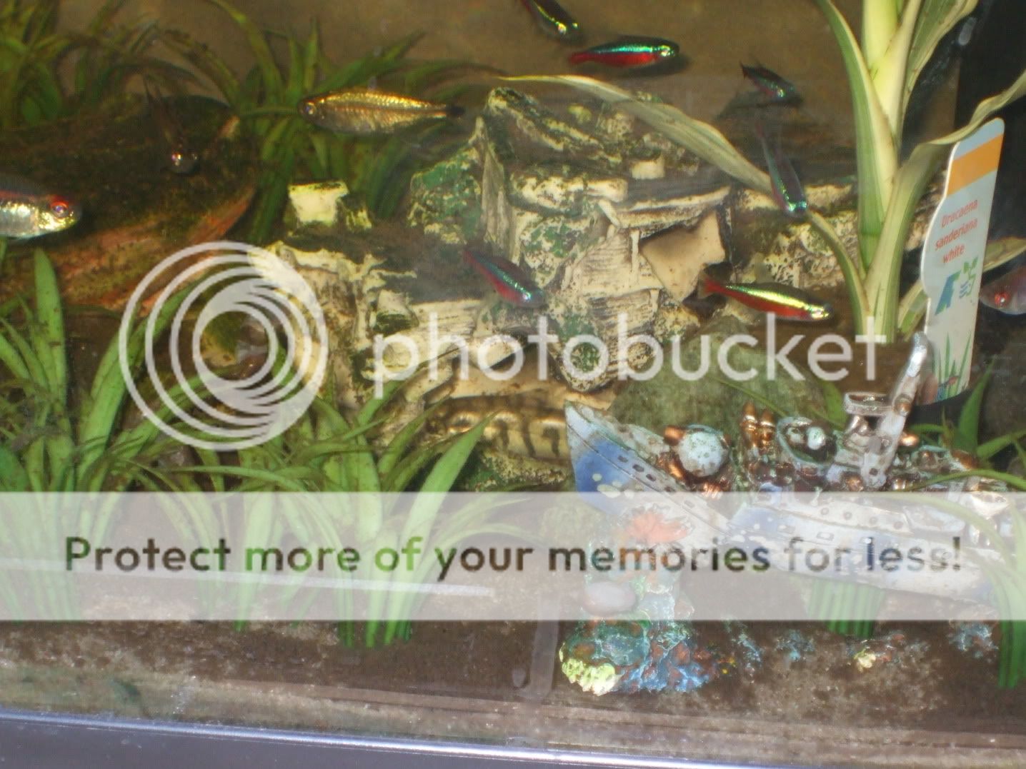 DSCF1631.jpg