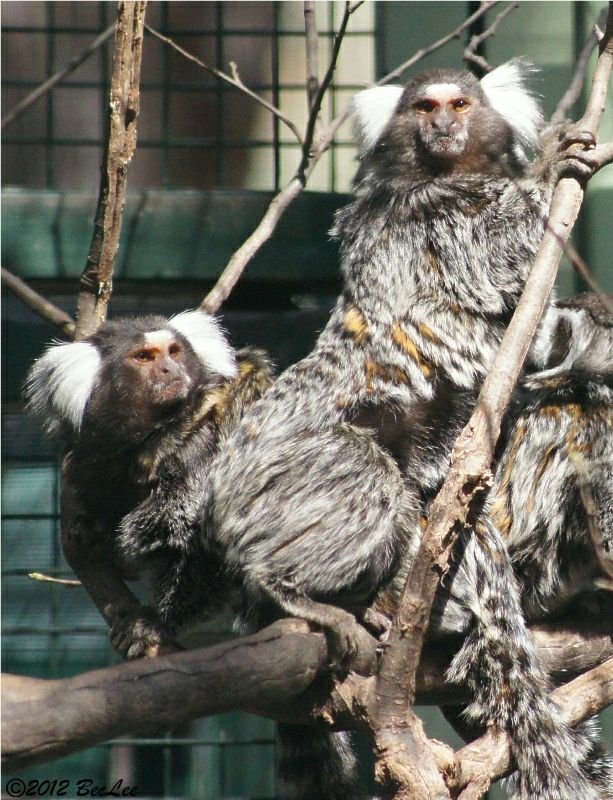 Marmoset19thAug2012b.jpg