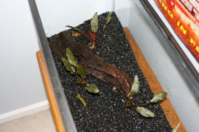 20GallonPlanted20.jpg