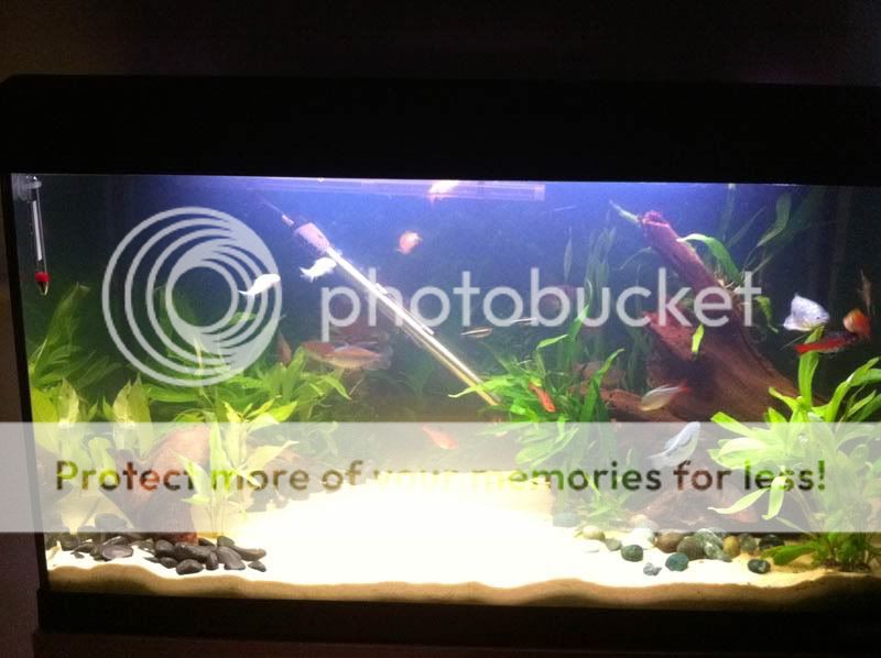 fishsite3.jpg