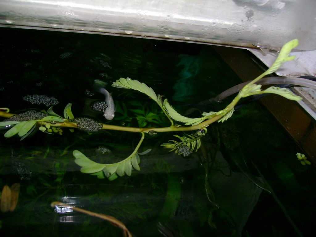 DSC00171.jpg
