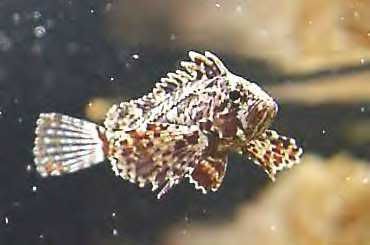 waspfish.jpg