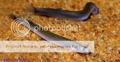 image_preview-1.jpg