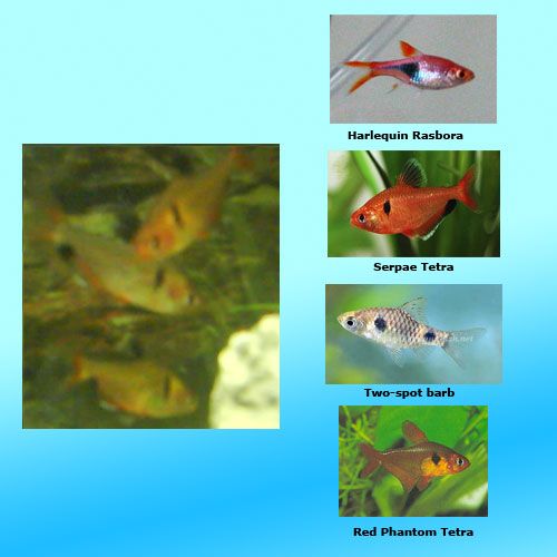 fishcompare.jpg