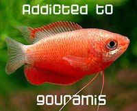 gourami.jpg
