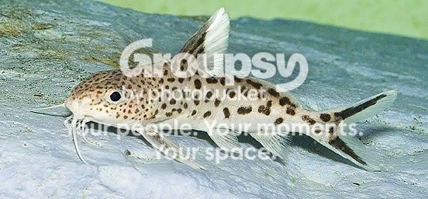 cuckoo-catfish.jpg