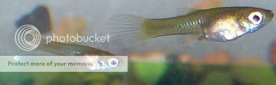 endlers814.jpg