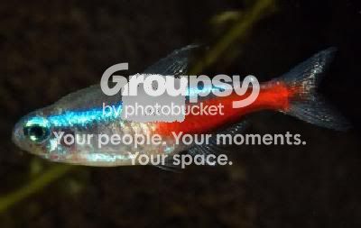 Neontetra.jpg