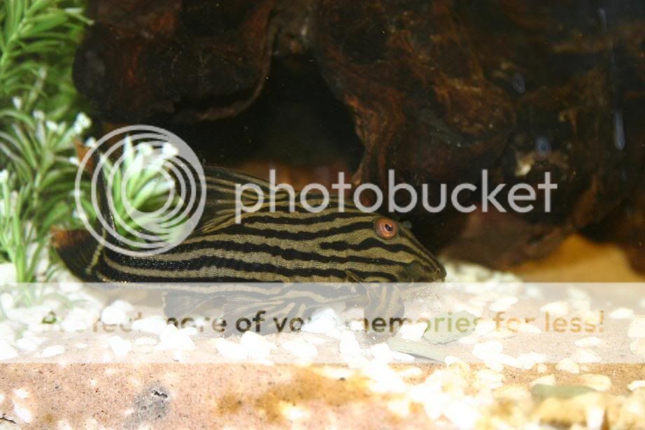 Plec.jpg