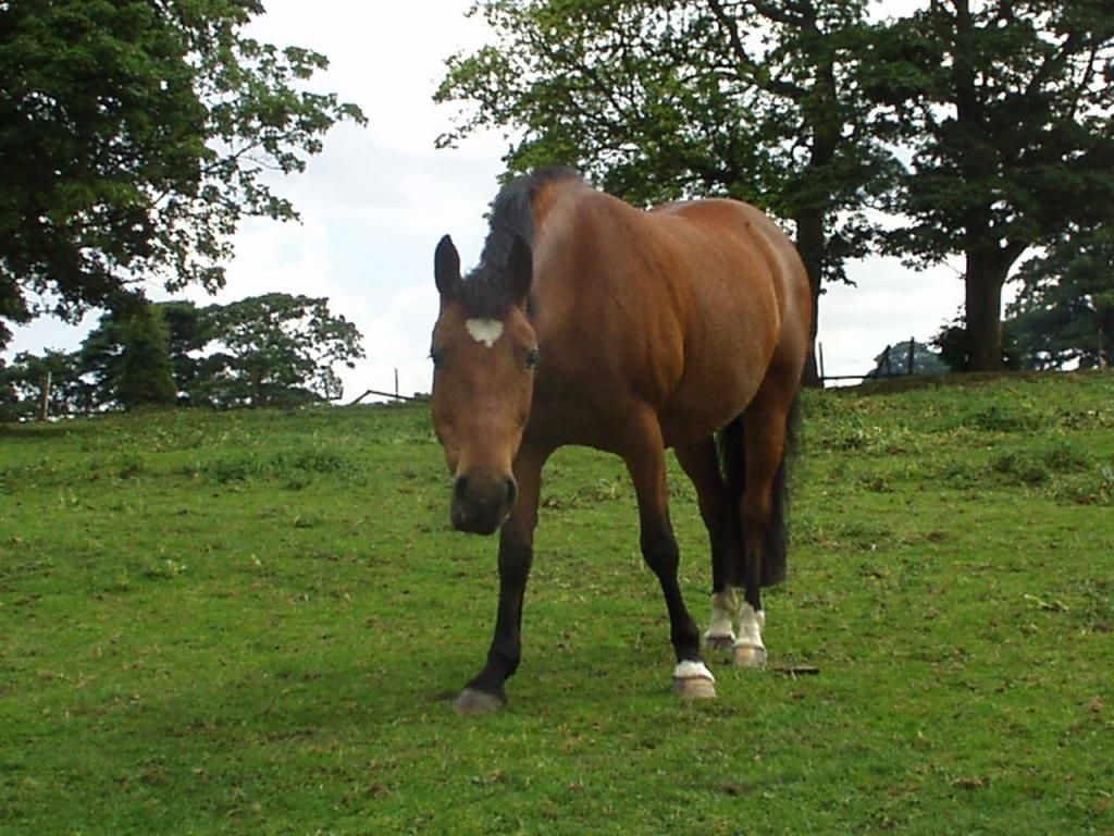 sally-1.jpg