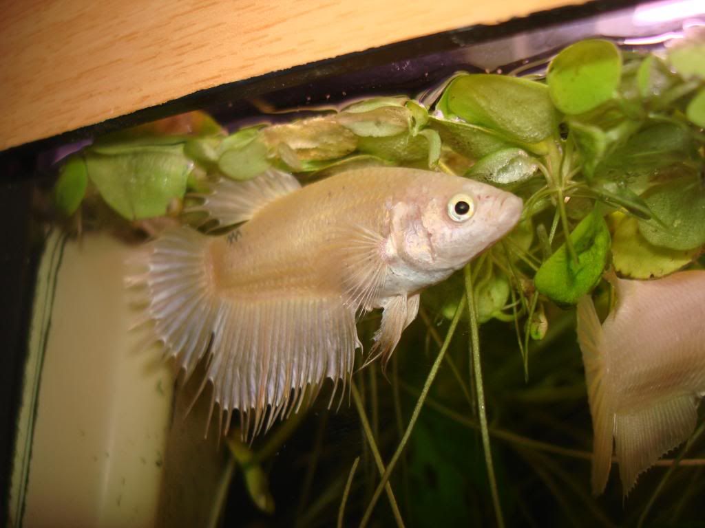 DSC03348.jpg
