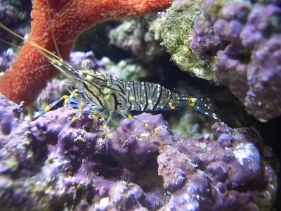 shrimp.jpg