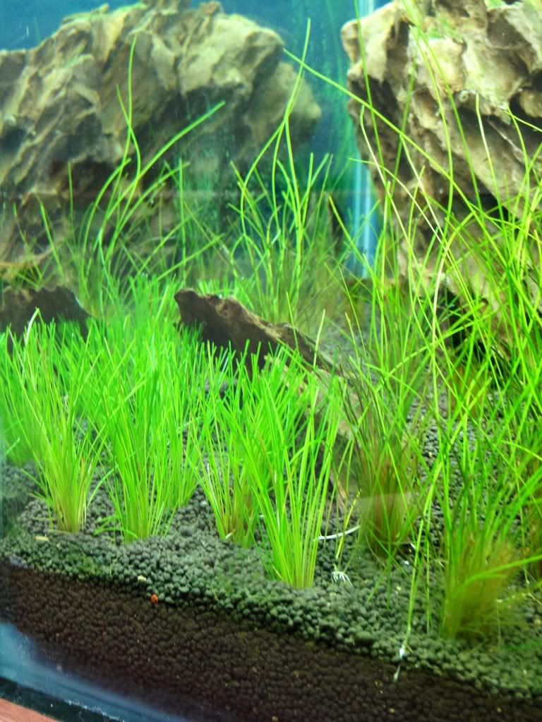 EleocharisParvula.jpg