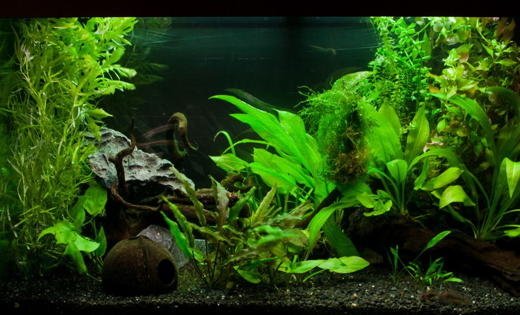 Fish.jpg