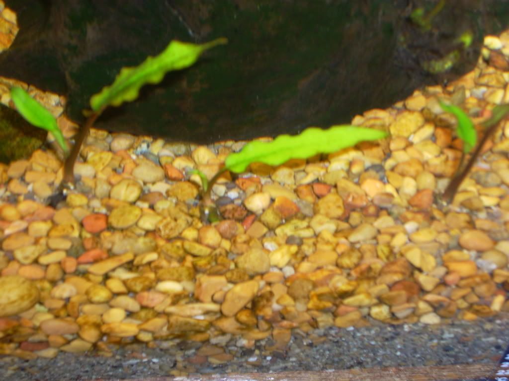 Pics057.jpg