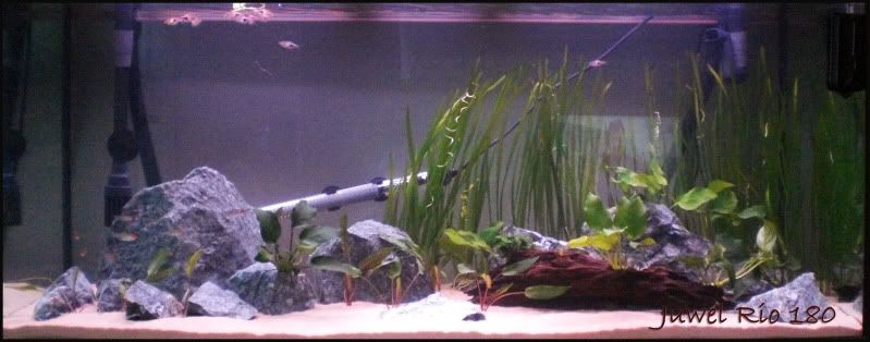Firstplantinrio108.jpg