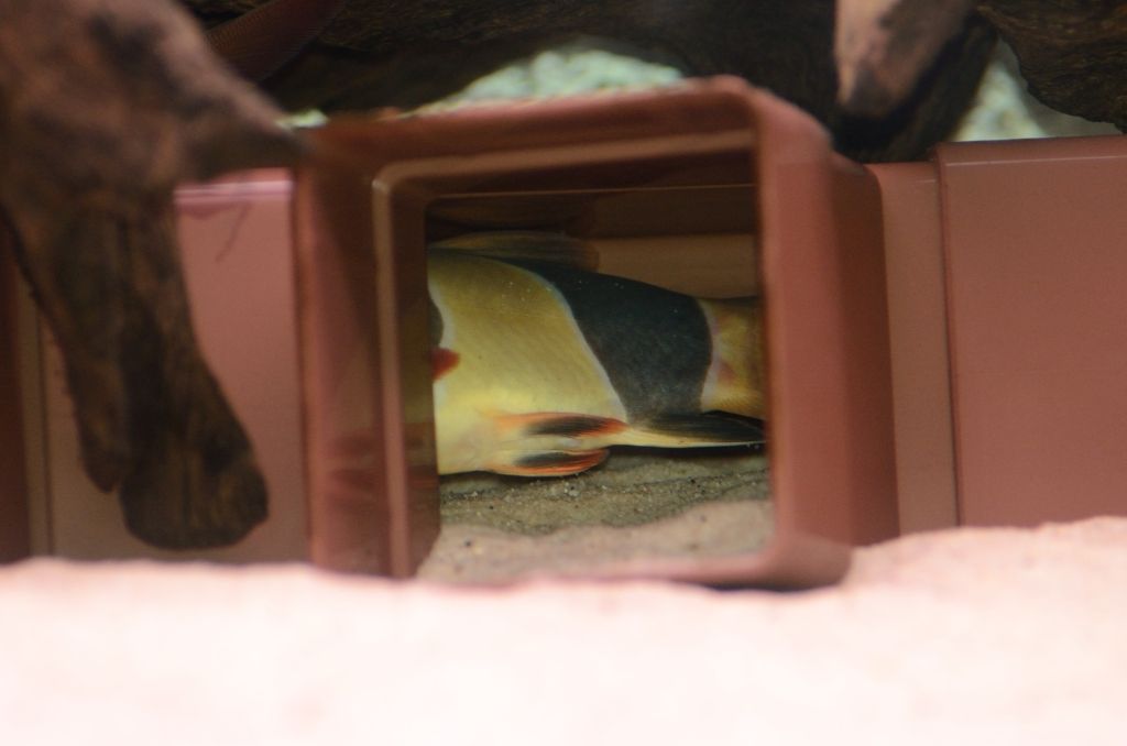 LazyLoach_003.jpg