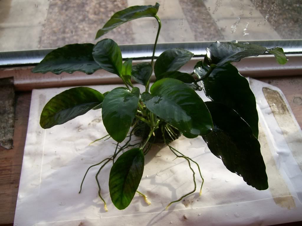 anubias004.jpg