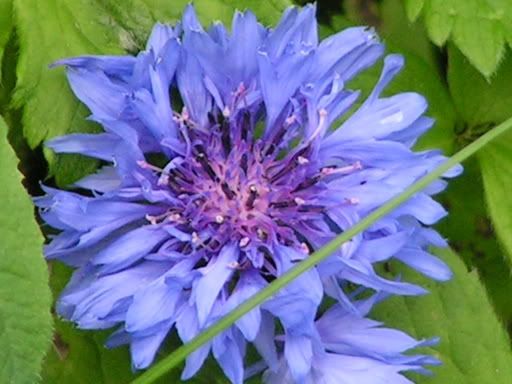 blueflower.jpg