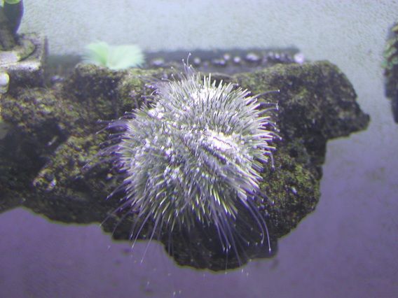 lytechinus2-1.jpg