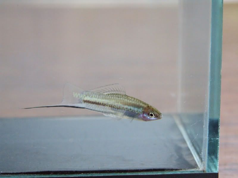 Xiphophorus-nigrensis.jpg