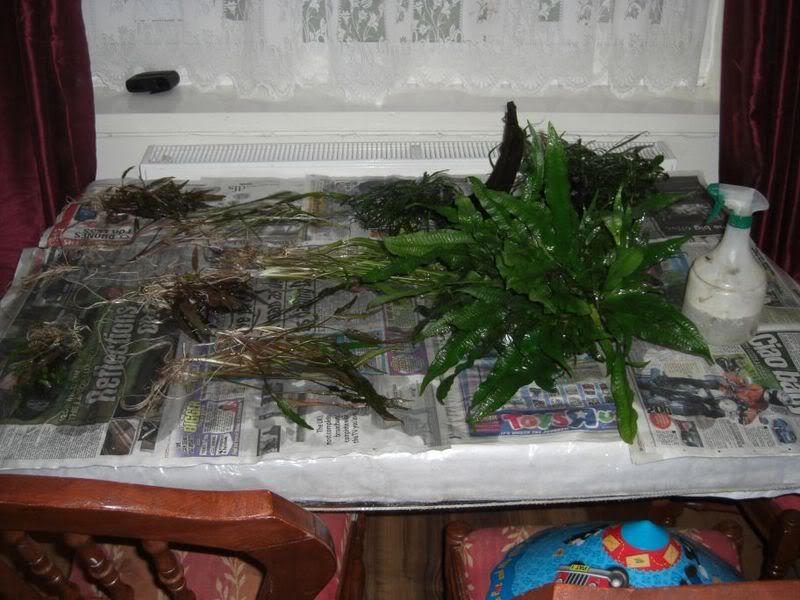 plants-1.jpg