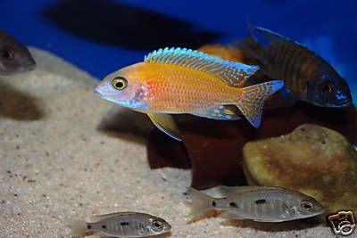 firefish.jpg