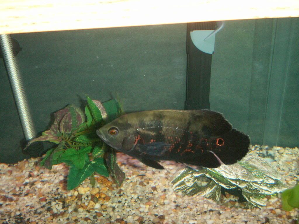 PICT1017.jpg