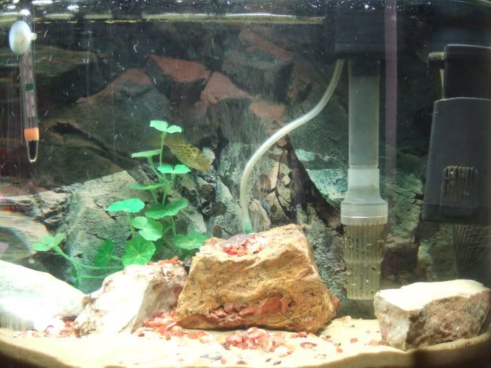 2006_0809Fish0017.jpg