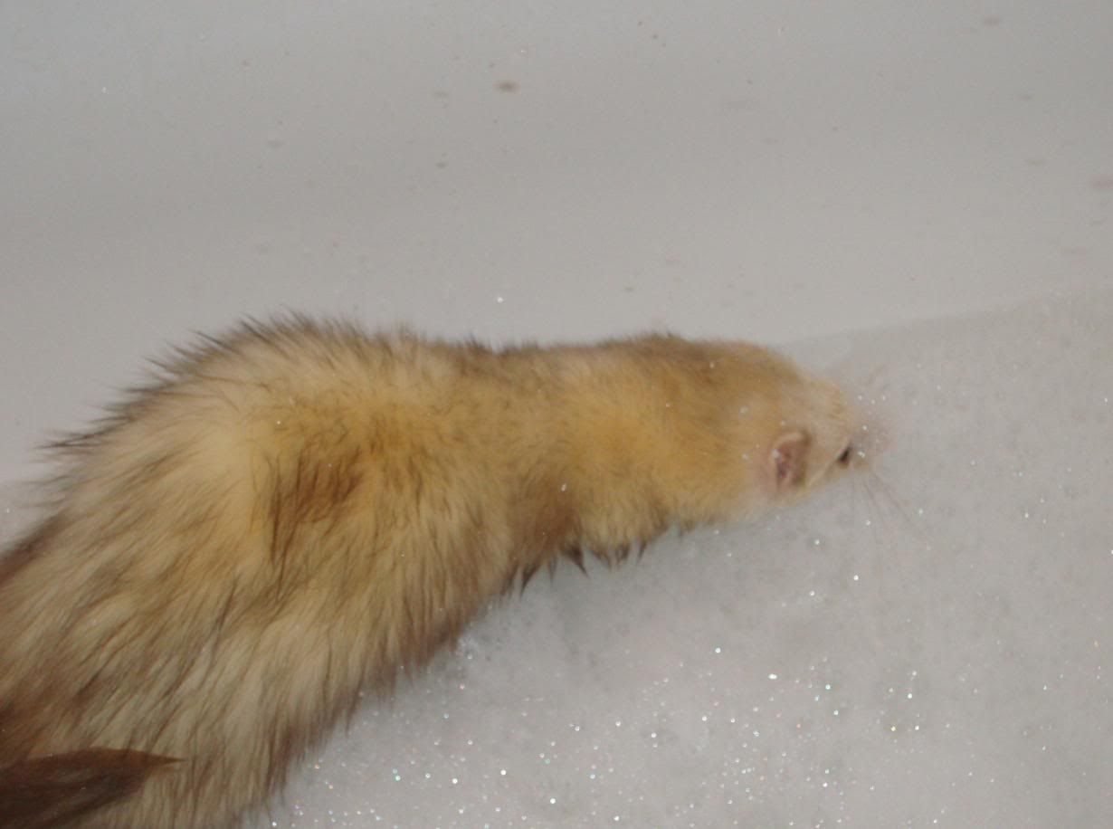 soapyfry1.jpg