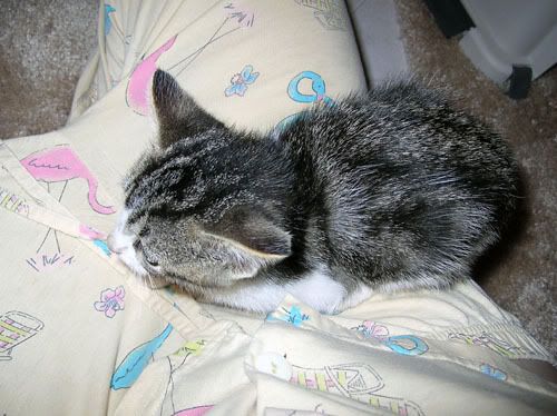 DSCN5294.jpg
